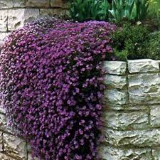Rockcress Cascade Purple Aubrieta 50 Seeds Ground Cover Plants Plants Small Flower Gardens