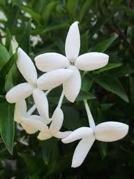 Image result for Bouvardia longiflora