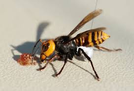 Upload here ∧ jump back to top ∧. Entomologists Plan To Remove Asian Giant Hornet Nest Washington Capitalpress Com