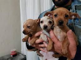 Pinscher Fiyatlari Ikinci El Sifir Kiralik Ilanlar