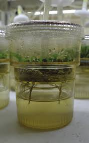 Image result for Magnistipula sapinii