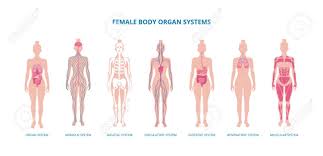 Closes jaw, elevates and retracts mandible; Female Body Infographic Set Skeleton Muscles And Internal Royalty Free Cliparts Vectors And Stock Illustration Image 137962766