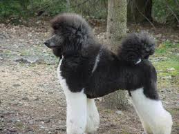 Black And White Tuxedo Standard Poodle Moondancestandardpoodles Poodle Poodle Puppy Poodle Dog