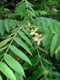 Juglans Nigra And Butternut Too Caption Id Attachment 2661 Align Alignleft Width 387 Caption Black Walnut Hemlock Trees More Landscaping Plants