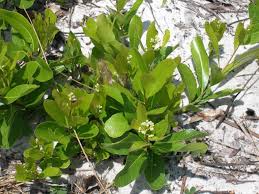 Image result for Chrysobalanaceae