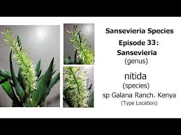 Image result for Sansevieria nilotica