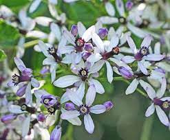 Melia Azederach Chinaberry Tree Fragrant Plant Plants Garden Trees