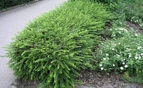 Pin Auf Beeteinfassung