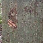 Image result for Tessmannia