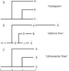 The Cladistic Programme Part Iii Cladistics