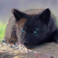 Black Wolf Blue Eyes Wolf With Blue Eyes Black Wolf Wolf Spirit Animal