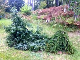 Branches hang down close to the trunk. Picea Omorika Pendula Weeping Serbian Spruce Conifer Trinomial American Conifer Society