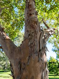 Image result for Lophostemon confertus