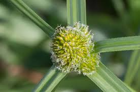 Image result for Kyllinga sphaerocephala