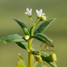 Image result for Oldenlandia cana