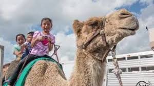 Usd 479 (residential event), usd 705 (commercial event), usd 199 (photo shoots). Dallas Petting Zoo Exotic Petting Zoo And Animal Shows