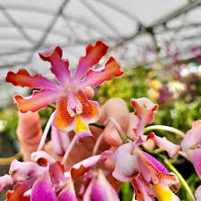 Image result for Ormocarpum schliebenii