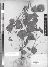 Image result for Polhillides