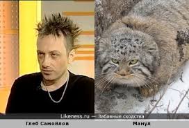 Animals dumb funny lol lm funny moments fun manul mems mem мемы мем лол фан кот котик животные манул манула. Manul Na Likeness Ru Luchshie Shodstva V Nachale