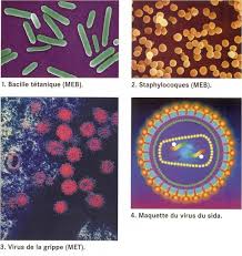 Partie 2 : Risque infectieux et protection de l' organisme - SVT