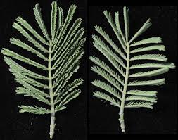 Image result for Acacia fleckii