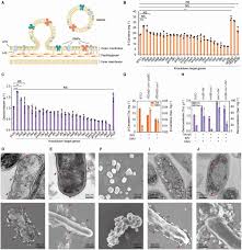 A power plant capable of producing plutonium for nuclear weapons, . Production Of Rainbow Colorants By Metabolically Engineered Escherichia Coli Yang 2021 Advanced Science Wiley Online Library