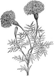 50049 Marigolds Lg Gif 729 1024 Marigold Tattoo Botanical Illustration Black And White Marigold Flower