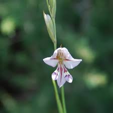 Image result for Gladiolus permeabilis