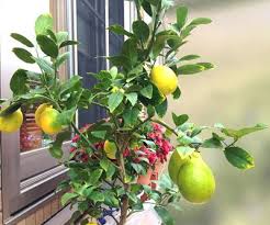 レモンの木を鉢植えで1年育てたら とんでもないことが分かった