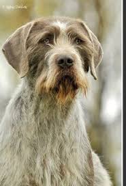 Image result for slovenský ohař hrubosrstý