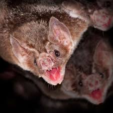 Como espantar morcegos do forro e ter paz em casa