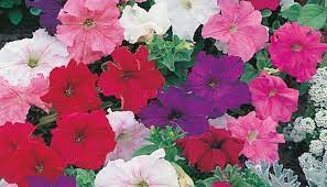 Everything You Need To Know About The Petunia Petunias Easiest Flowers To Grow Petunia Flower