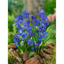 Scilla is one of the first plants to bloom in spring, surprising gardeners with its intense blue color well before any trees have leafed out. Scilla Siberica Pflanzen Fur Dich De 4 50