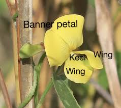 Image result for Justicia tenella