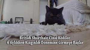 Kedilerde Kizginlik Donemi Cok Miyavliyor Youtube