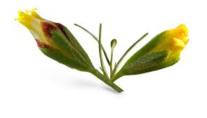 Image result for Schkuhria pinnata