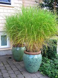 Grand Accents Patio Plants Garden Pots Plants