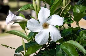 Image result for Mandevilla laxa