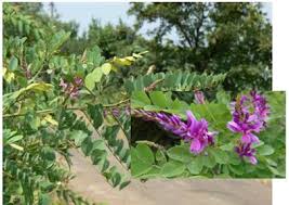Image result for Indigofera brevicalyx