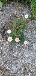 The last one i got i did plant outside, now i am finding out your not suppose to do that. Roses Forum Mini Rose Turning Yellow And Dying Garden Org