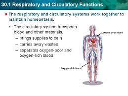 30 1 Respiratory And Circulatory Functions Key Concept
