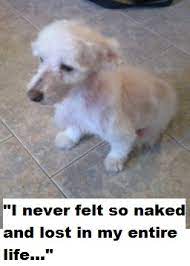 Do Dog Whiskers Grow Back Daily Dog Discoveries