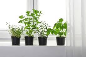 Maybe you would like to learn more about one of these? Indoor Vegetable Garden How To Get Started Grow Food Tips