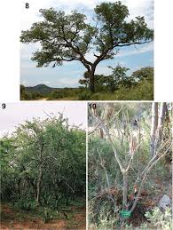 Image result for Acokanthera laevigata