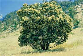 Image result for Acacia mearnsii