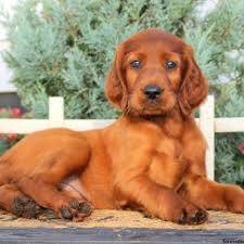 View Explore All Dog Breeds Greenfield Puppies Puppydogimages Irish Setter Puppy Setter Puppies Irish Setter