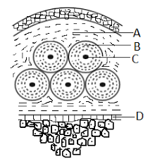 These cytoplasmic processes are joined together by gap junctions. In The Given Diagram Of A Section Of Bone Tissue Certain Class 11 Biology Cbse