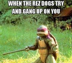 Ready To Take On Rez Dogs Native Humor Native American Humor Native American Memes