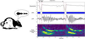 Hỗ trợ tiếng anh/việt/nhật miễn phí. New Insights From 22 Khz Ultrasonic Vocalizations To Characterize Fear Responses Relationship With Respiration And Brain Oscillatory Dynamics Eneuro