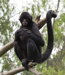 Check spelling or type a new query. Spider Monkey Wikipedia